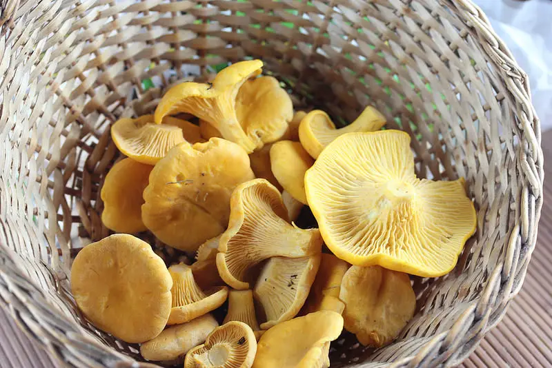 chanterelle mushrooms in a wicker basket picture