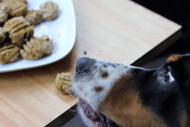 basic dog cookie recipe picture