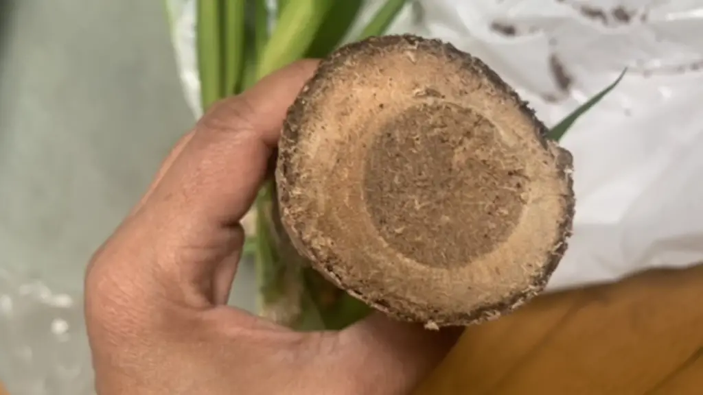 How To Tell If Yucca Is Bad? Cully's Kitchen