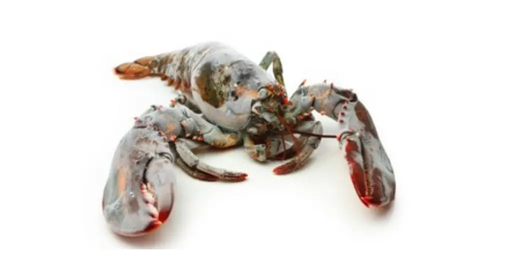 How to Tell If Frozen Lobster is Bad. - Cully's Kitchen