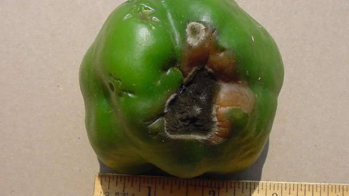 how-to-tell-if-green-bell-peppers-are-bad-cully-s-kitchen