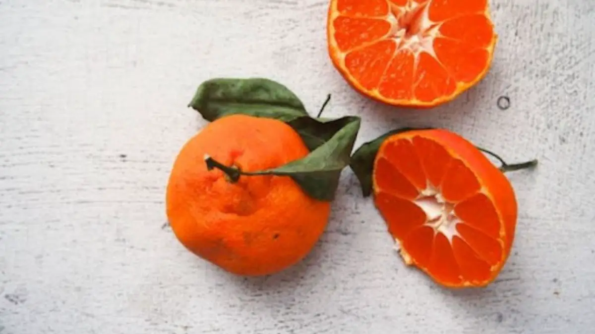 How To Tell If An Orange Is Bad? Cully's Kitchen