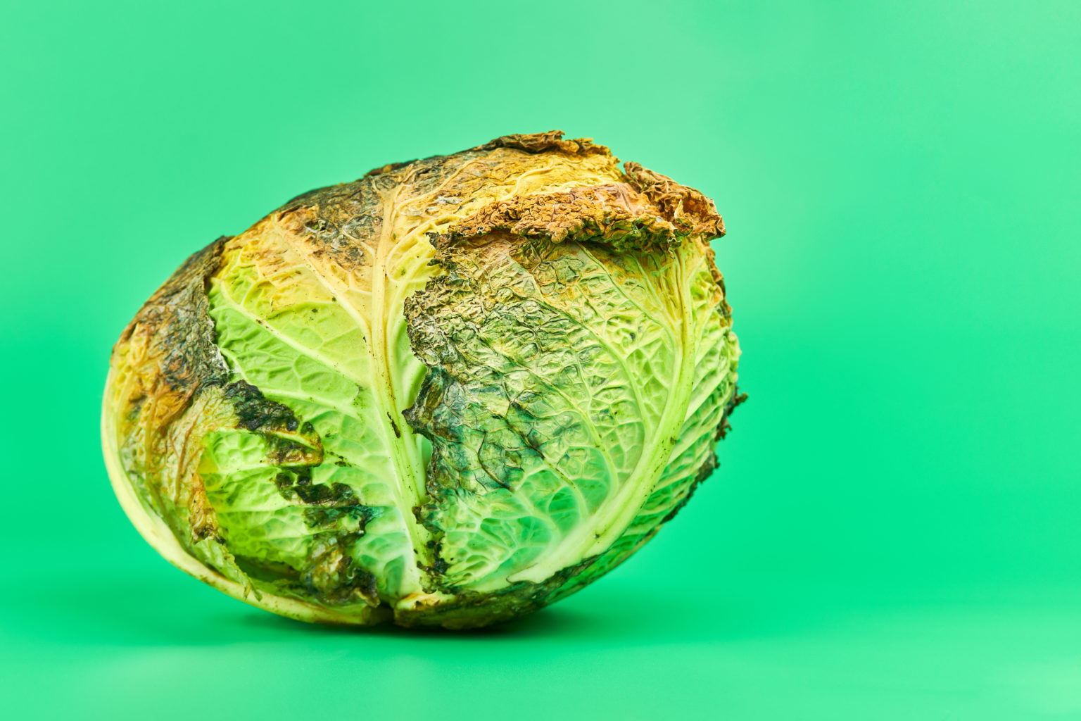 How To Tell When Iceberg Lettuce Is Bad? Cully's Kitchen