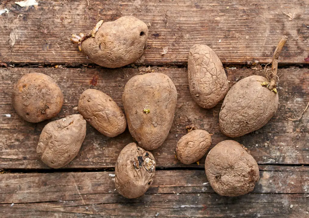 How To Tell If Potatoes Have Gone Bad Cully S Kitchen   Spoiled Potato Tubers With Mold Fungus Due Improper Storage 1024x725 