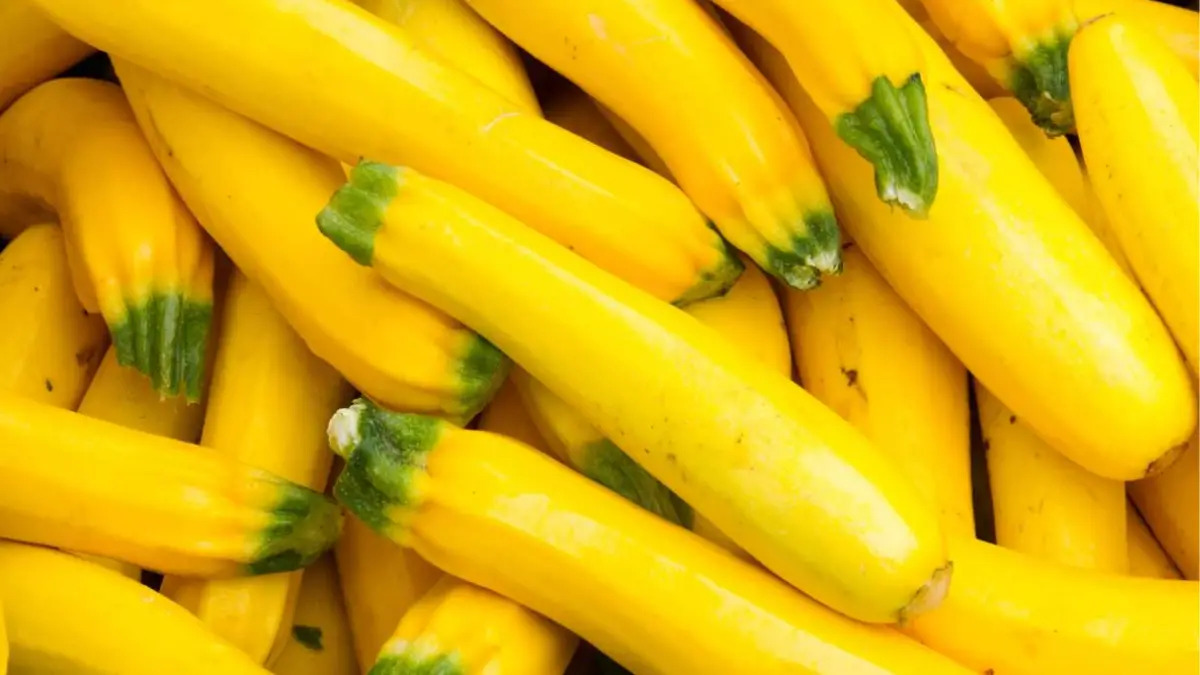 How to Tell if Yellow Squash is Bad?