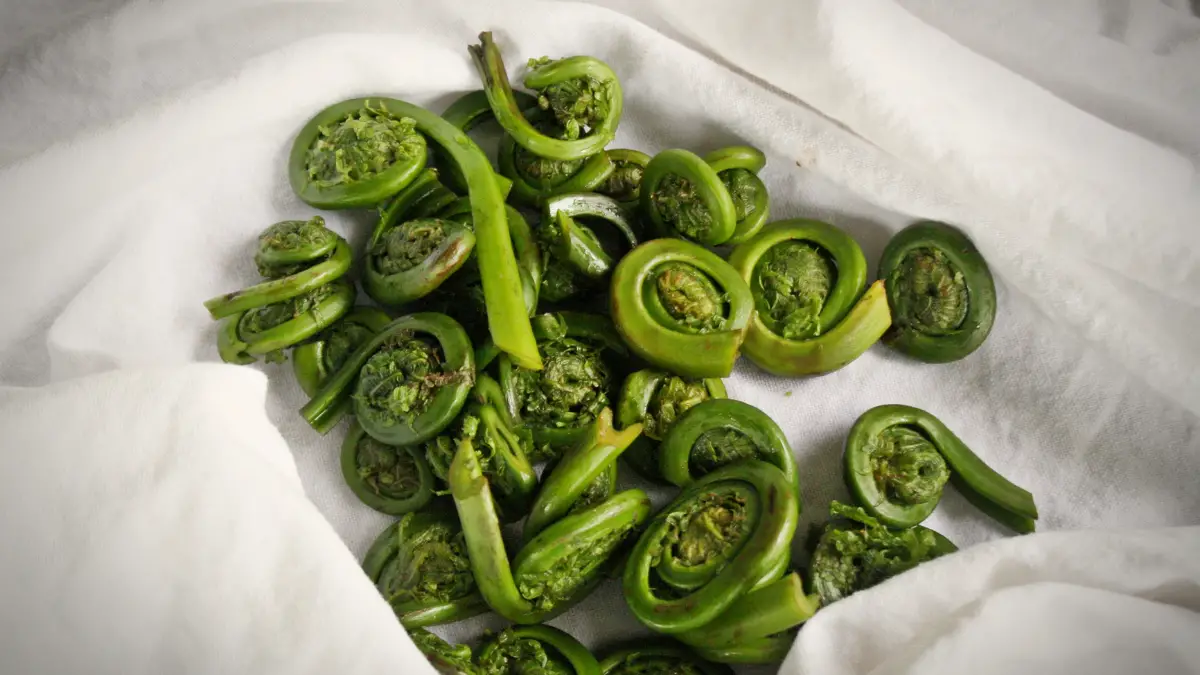 fiddlehead-fern-nutrition-facts-cully-s-kitchen