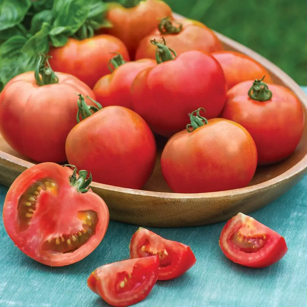 Burpee 'Summer Girl' Hybrid Red Slicing Tomato