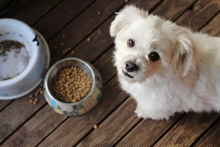 How to Tell If Dry Dog Food is Bad