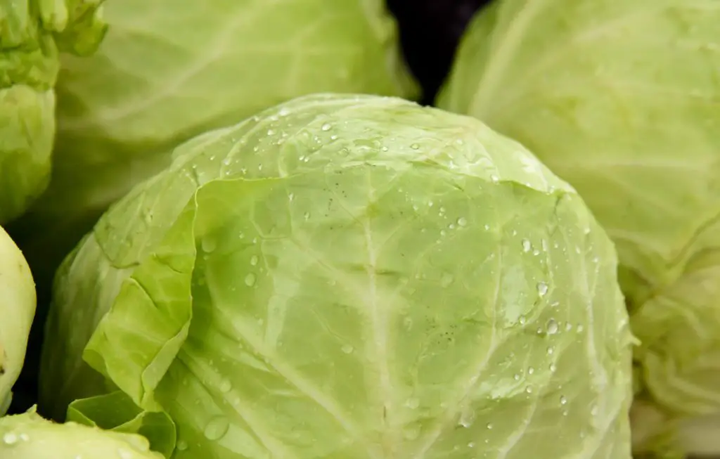 Cabbage Nutrition Facts - Cully's Kitchen