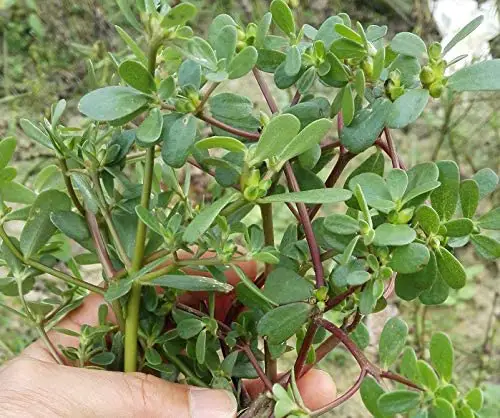 Oleracea Sativa Non GMO Heirloom