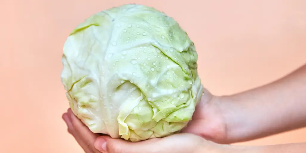 How To Tell If Cabbage Is Bad? - Cully's Kitchen