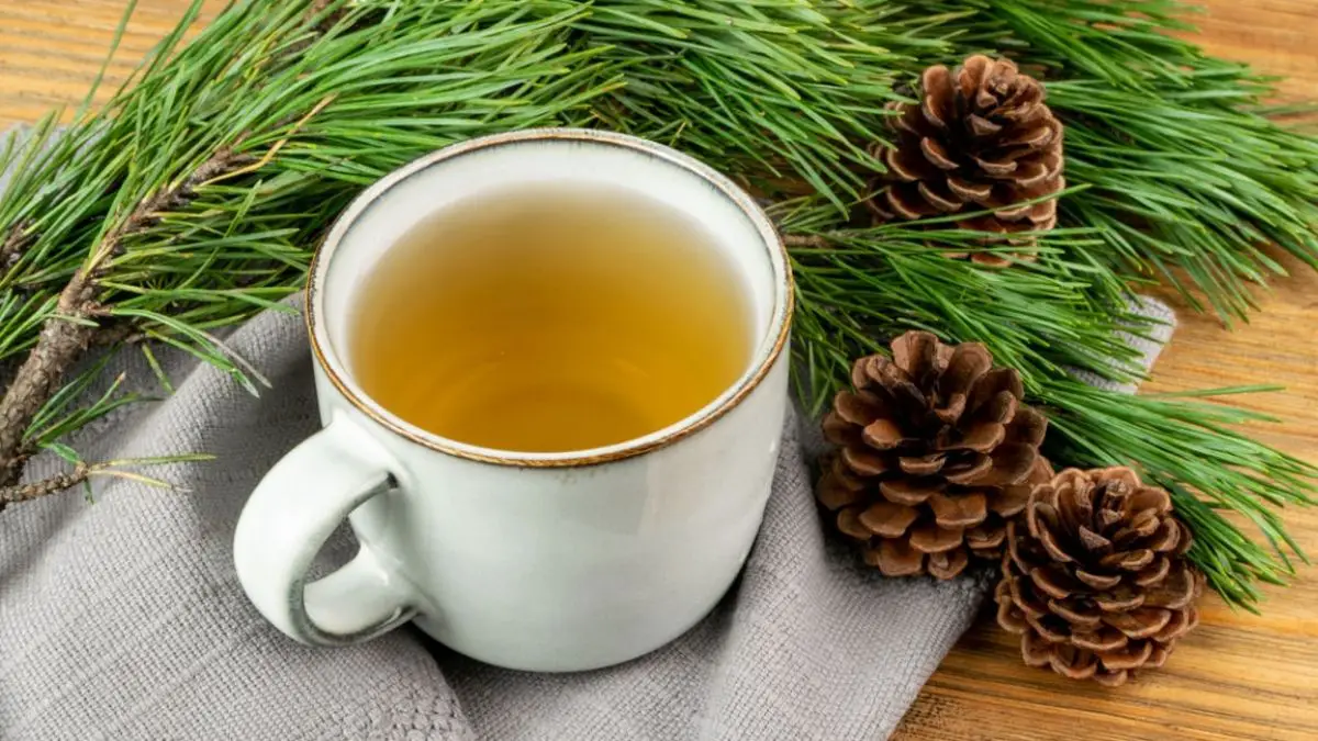 How to Drink Pine Needle Tea