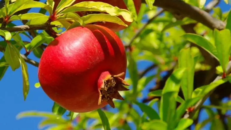 How to Eat a Pomegranate?