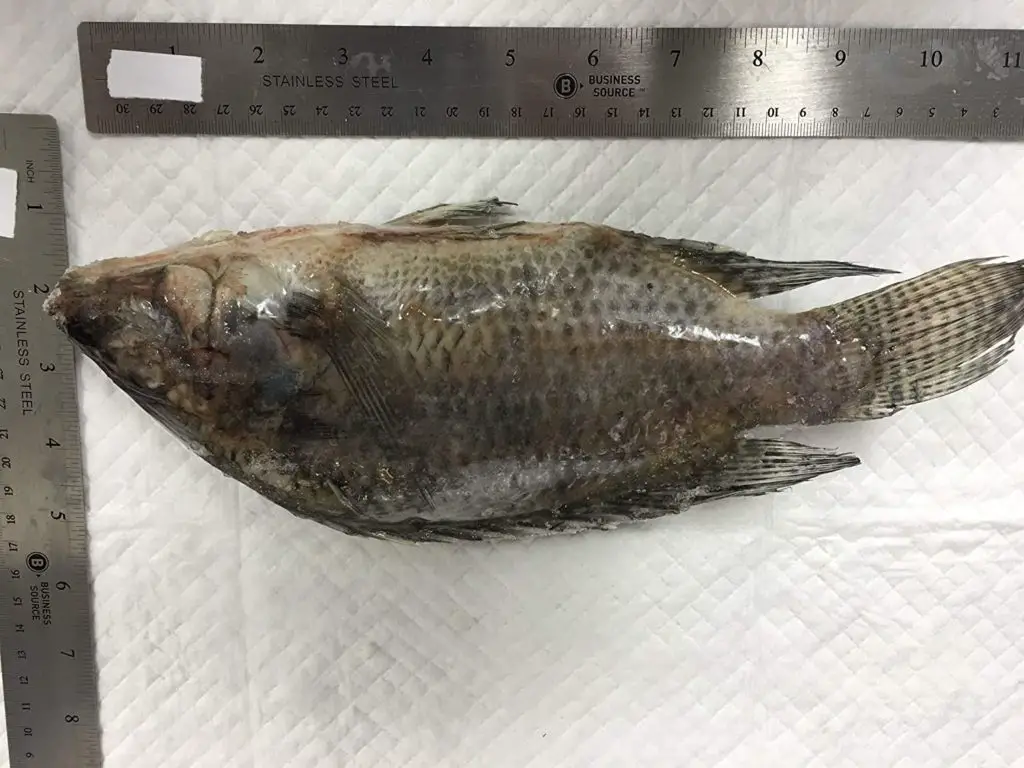 Tilapia Whole Fish