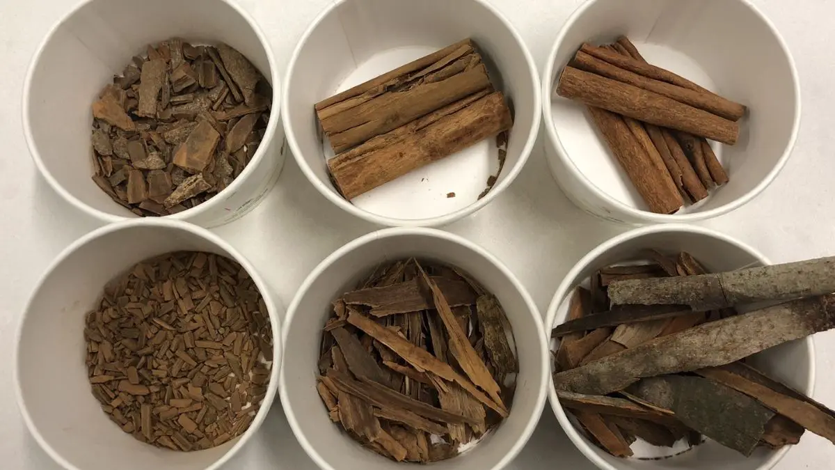 What Are the Types of Cinnamon