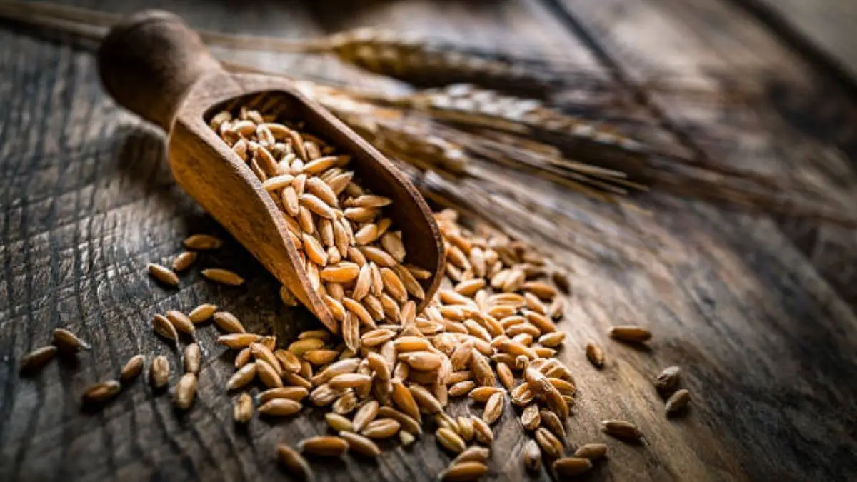 What Is Farro ?