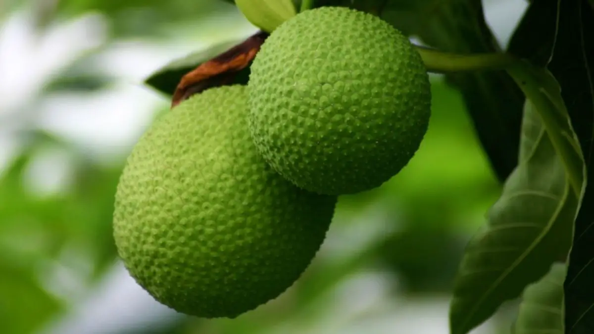 What is Breadfruit