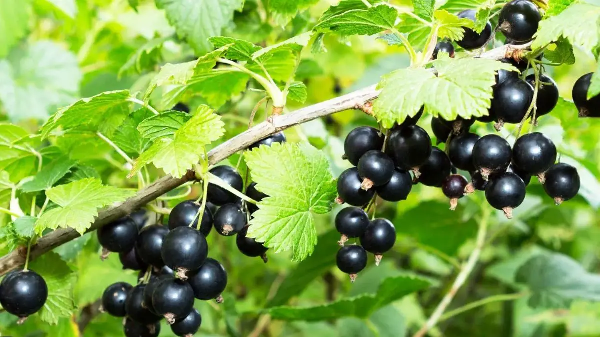 Black Currants Nutrition Facts