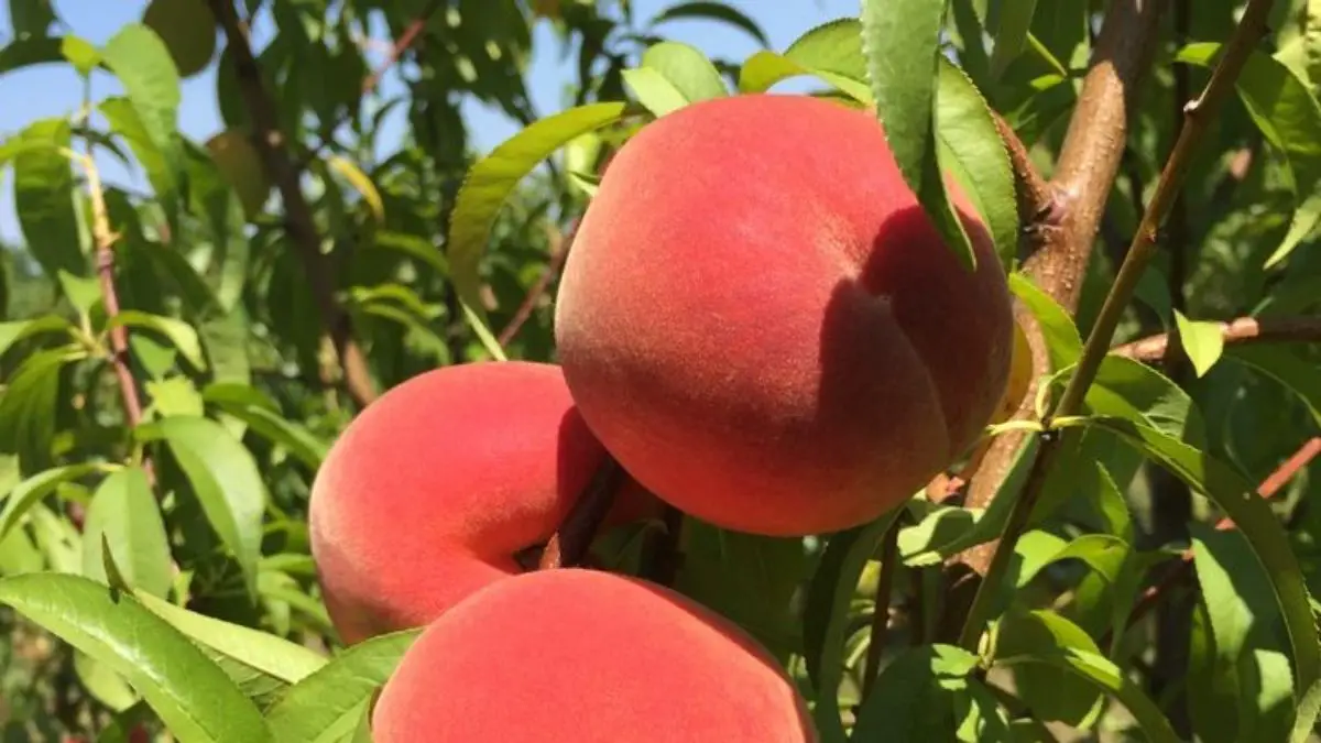 How to Peel Peaches?