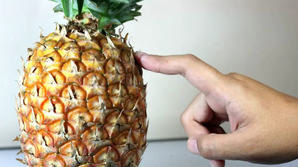 Pineapple Field Rotten How to Tell if Pineapple is Bad? - Cully's Kitchen