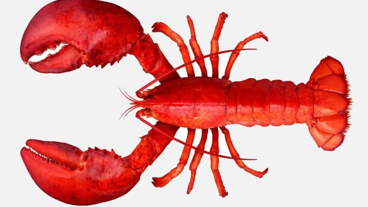 How to Tell If a Lobster Tail is Bad