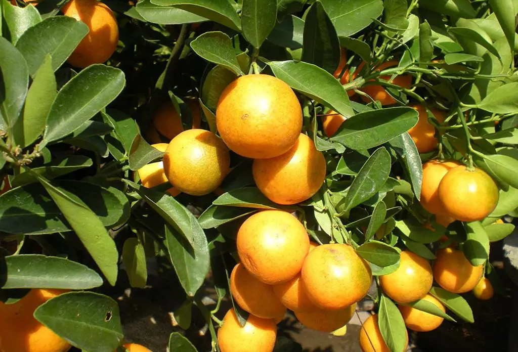 Kumquat fortunella Japonica