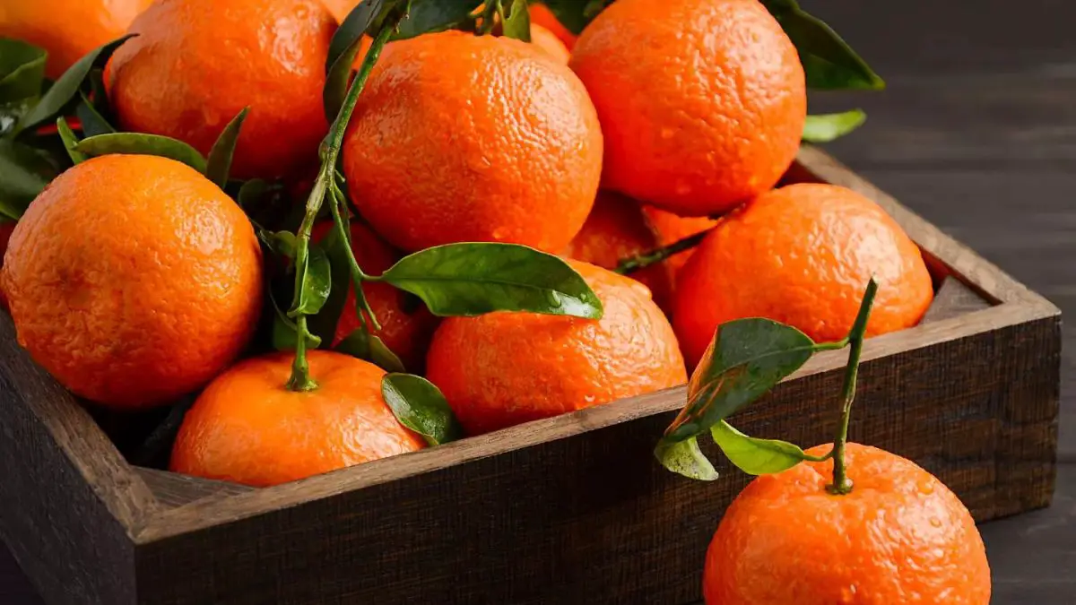 Types of Winter Oranges and Tangerines