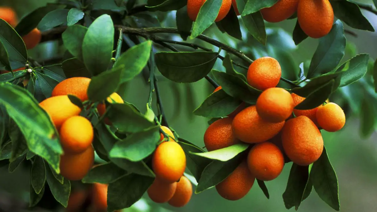 What Are Kumquats