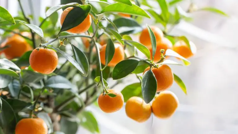 What Are Satsuma Mandarins