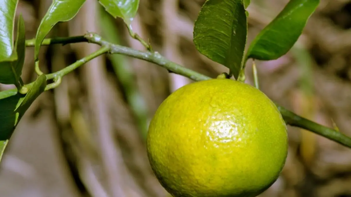 What Are Sweet Limes?
