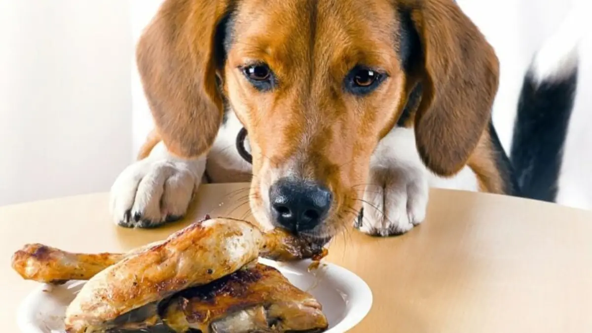 What is Chicken Meal in Dog Food? Cully's Kitchen