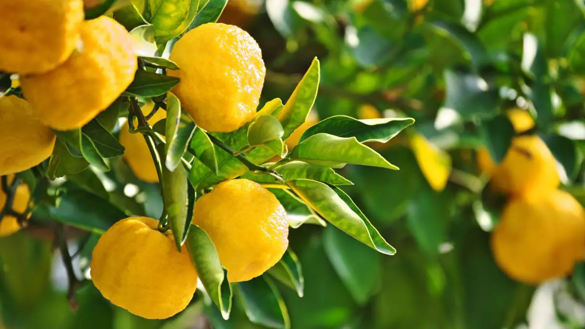 Are There Health Benefits to Eating Yuzu Fruit