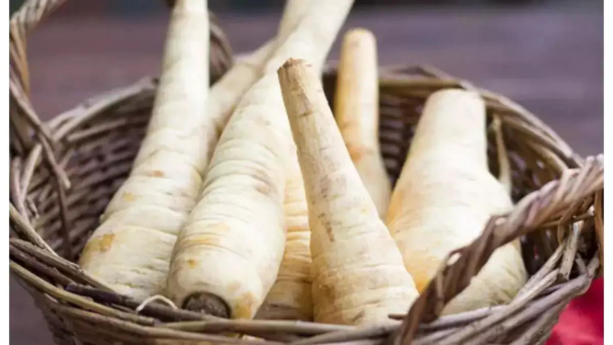 How to Select and Store Parsnips