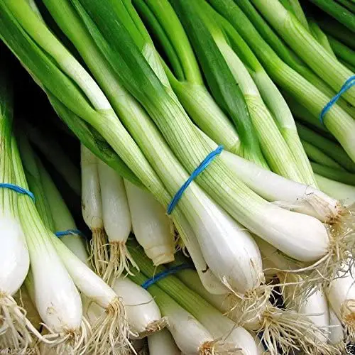Scallion Seeds, A.k.a Green Onion, Spring Onion