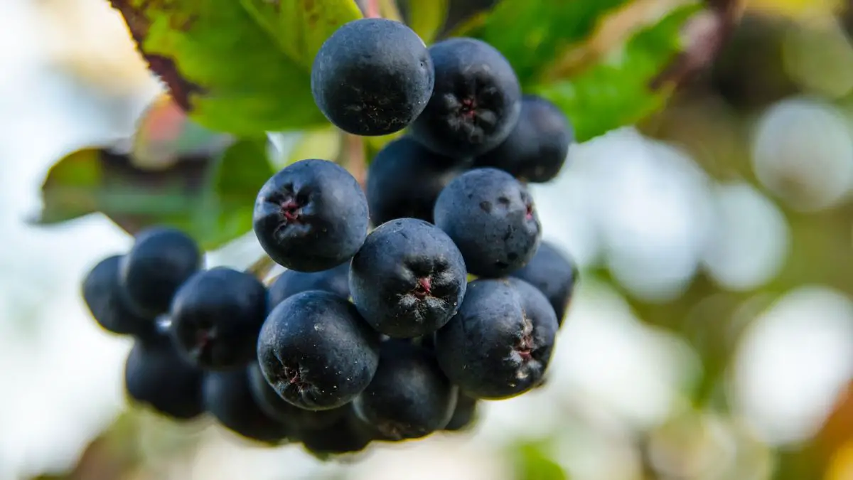 What Are Aronia Berries 