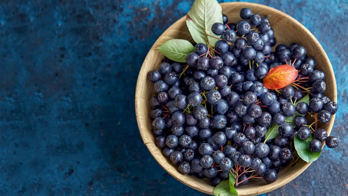 What Are Aronia Berries