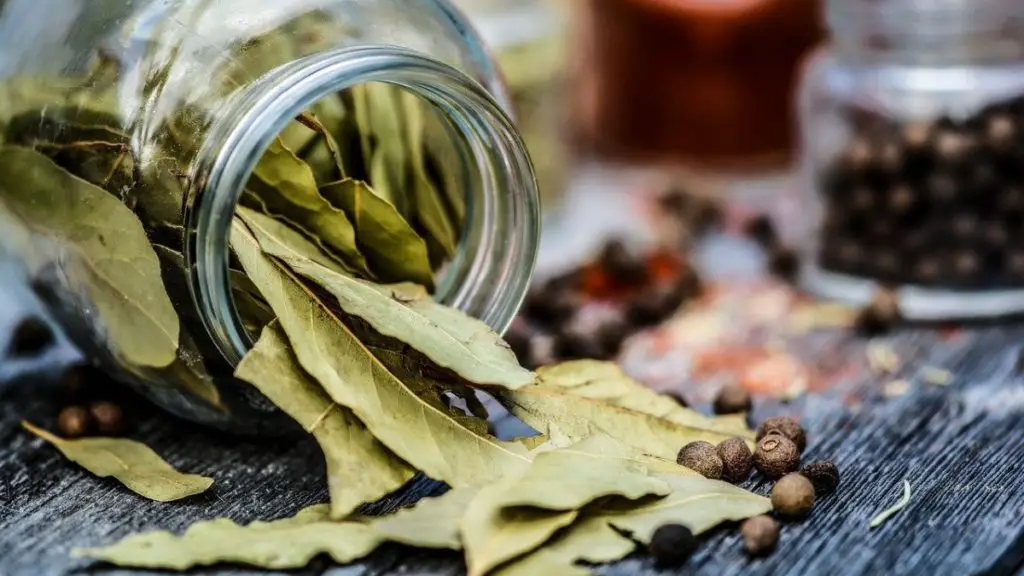 What Are Bay Leaves 