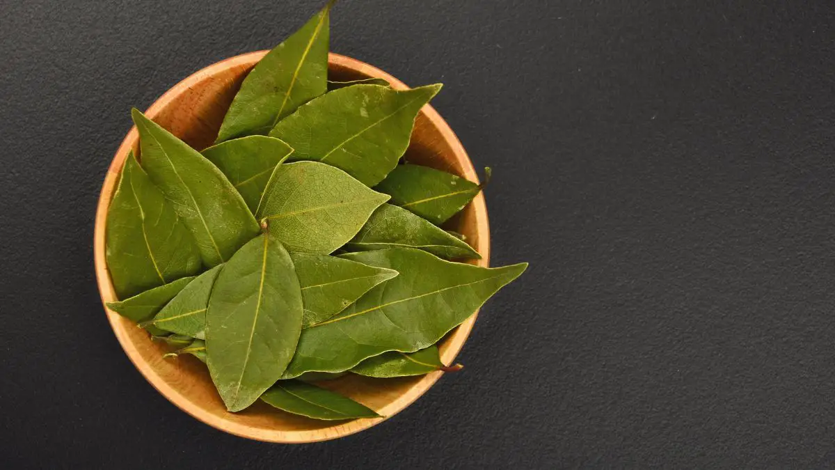 What Are Bay Leaves