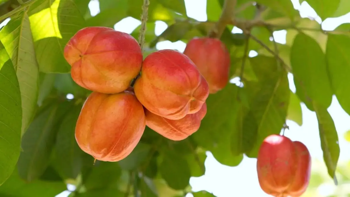 What Are the Health Benefits of Ackee Fruit?