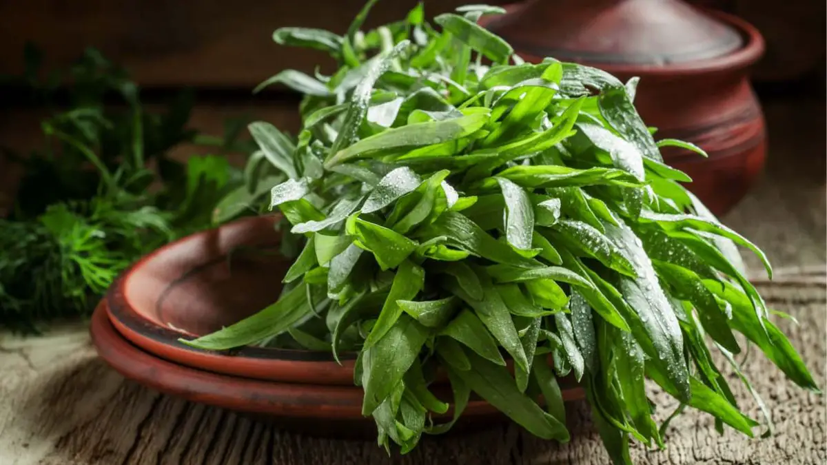 What Is Tarragon 