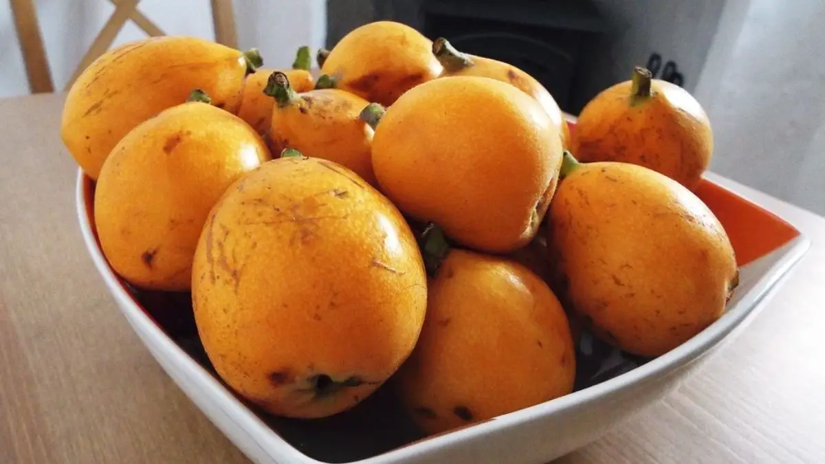 What Is the Nispero (Or Loquat) Fruit?