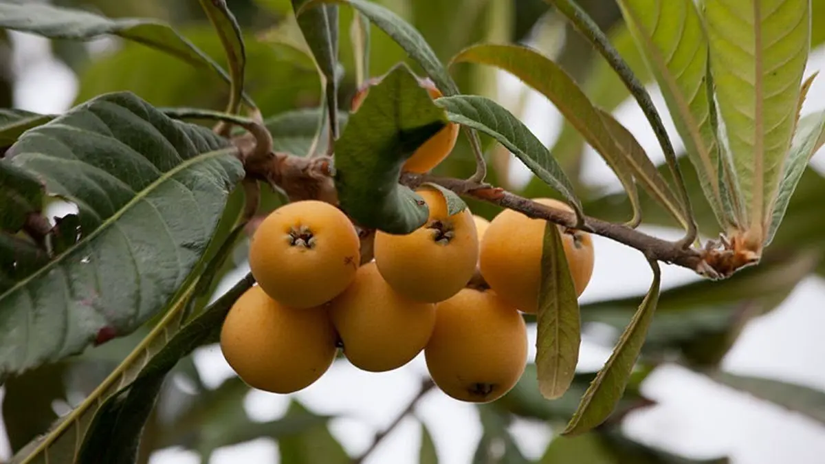What Is the Nispero (Or Loquat) Fruit