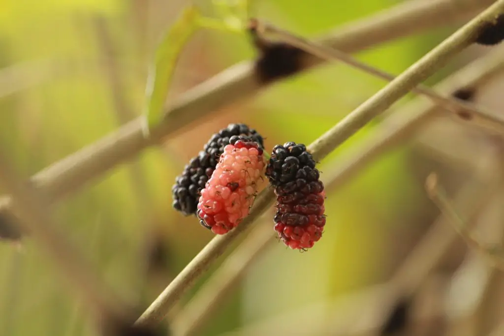 What Are Mulberries?