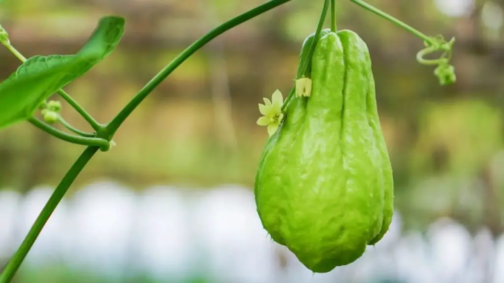 How to Tell if Chayote Is Bad?
