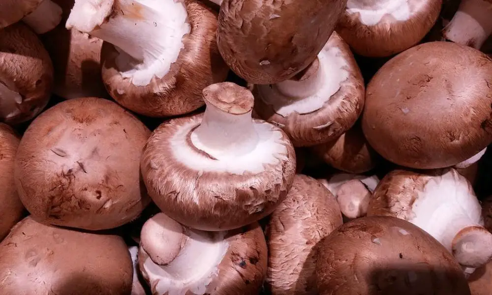 Best Wine for Cooking Mushrooms Cully's Kitchen