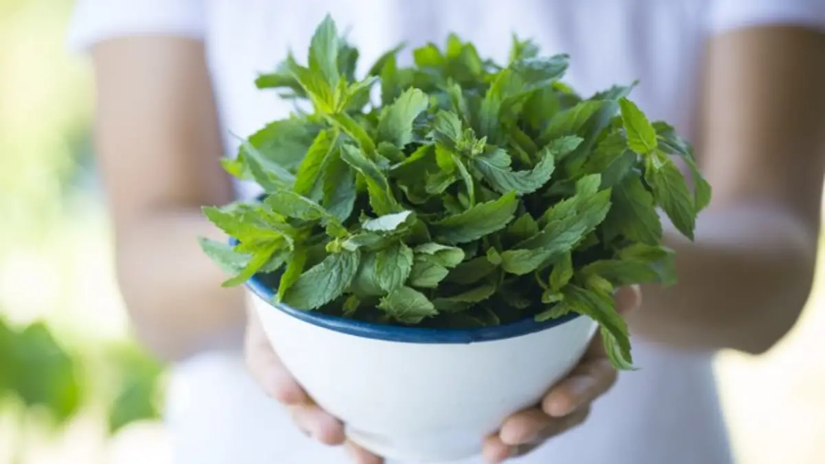 can-you-eat-mint-leaves