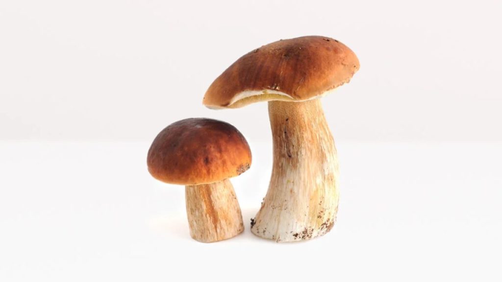 Stewed Fresh Porcini Mushrooms (