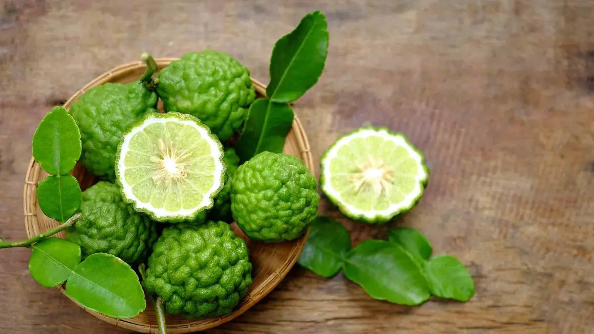 What Are Makrut Lime Leaves