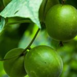 What Do Monk Fruit Sweeteners Contain
