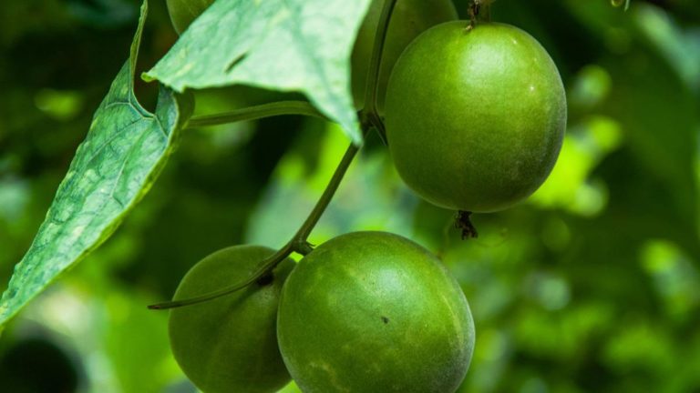 What Do Monk Fruit Sweeteners Contain